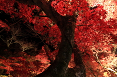 岩屋堂紅葉