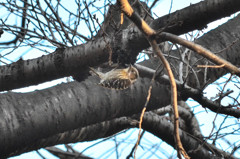 コゲラ (apanese Pygmy Woodpecker)