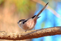 エナガ (Long-tailed-Tit)