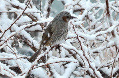 ヒヨドリ (Bulbul Brown-eared)