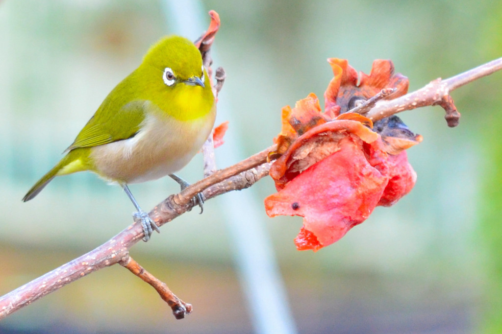 メジロ （Japanese White-eye）