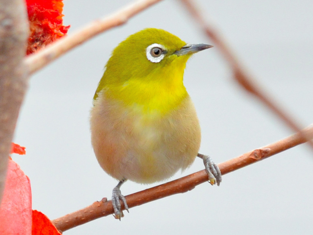 メジロ（Japanese White-eye）