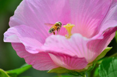 芙蓉（フヨウ）の花粉だらけのミツバチ