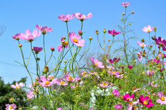 秋桜（コスモス）