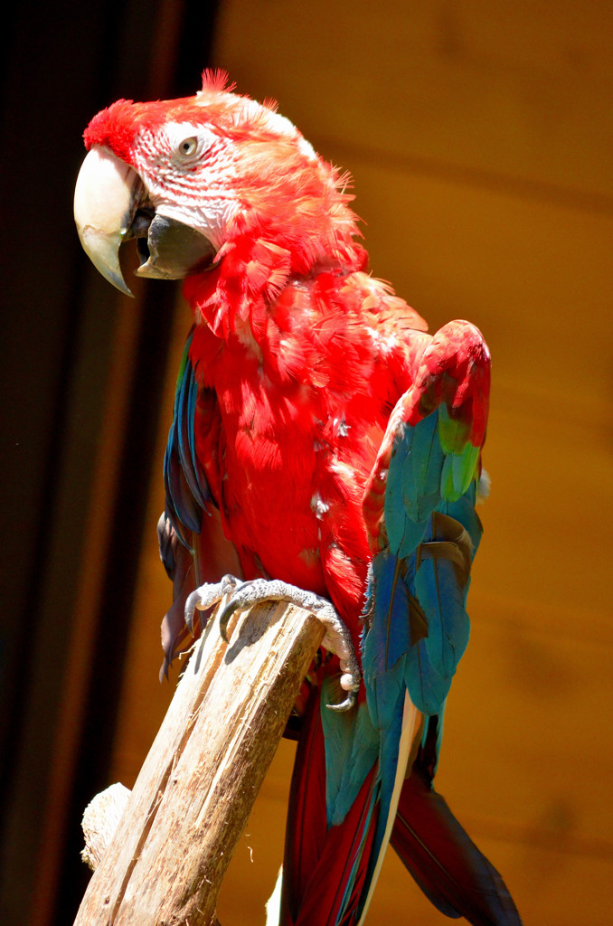 ベニコンゴウインコ（多摩動物公園）