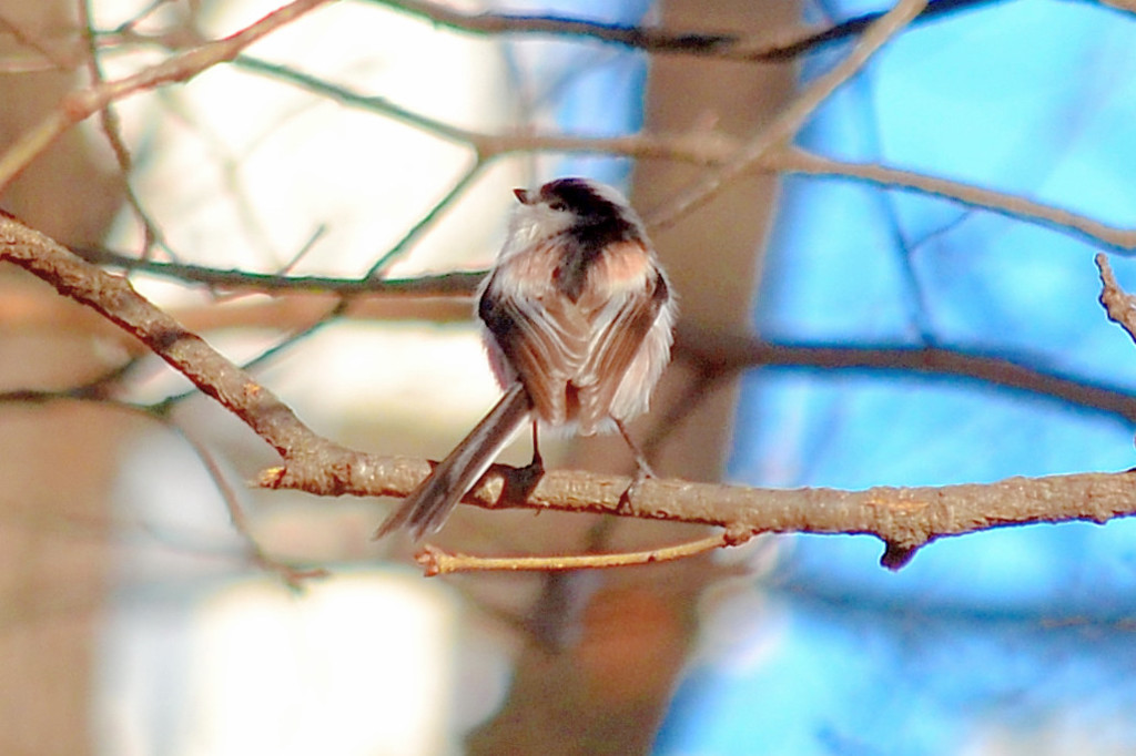 エナガ (Long-tailed-Tit)