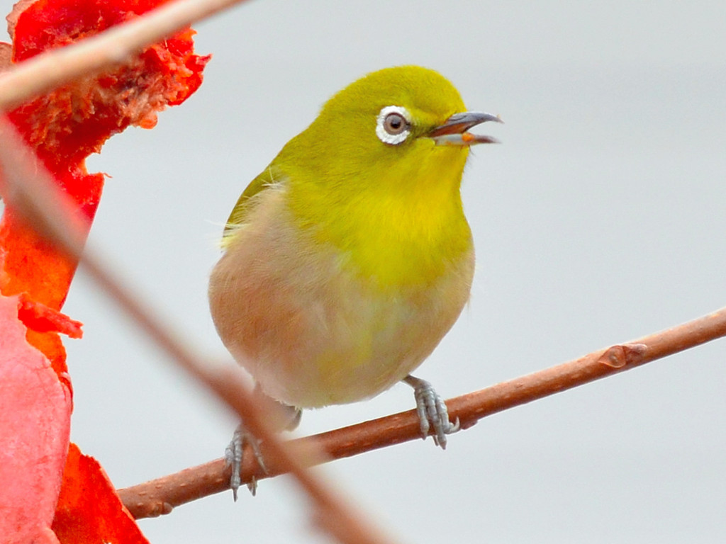 Japanese White-eye (メジロ)