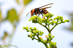 ヤブカラシの蜜を吸うコガタスズメバチ