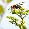 ヤブカラシの蜜を吸うコガタスズメバチ