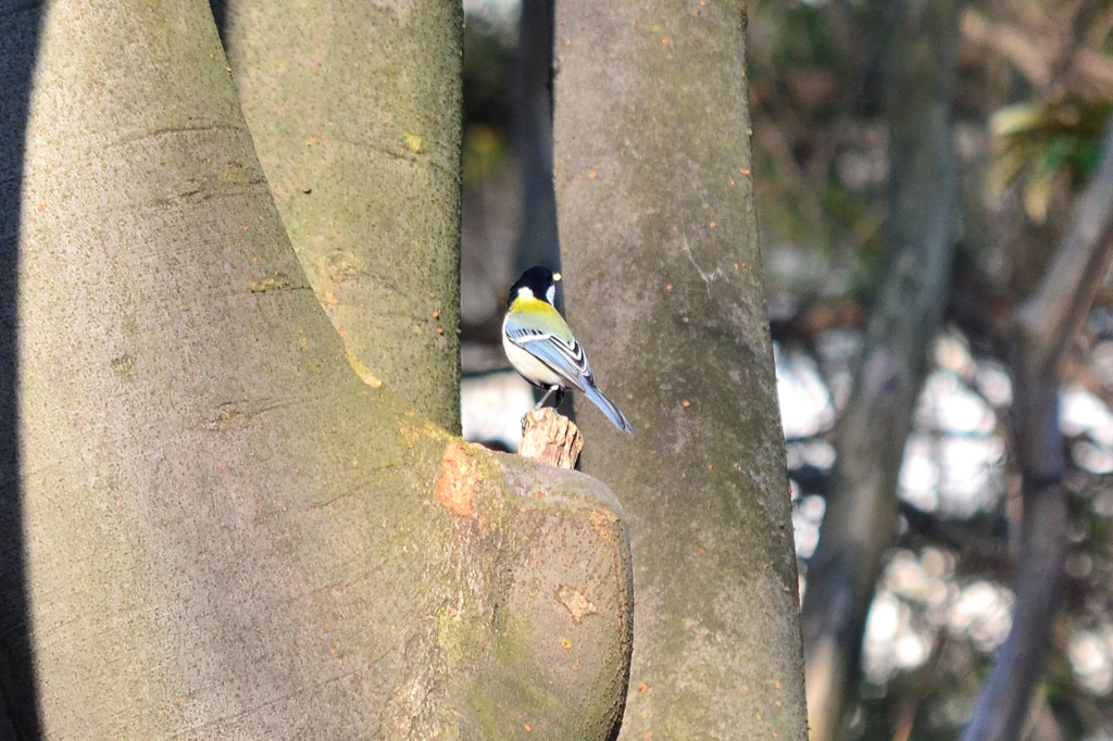 シジュウカラ (Japanese Tit)