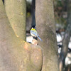 シジュウカラ (Japanese Tit)