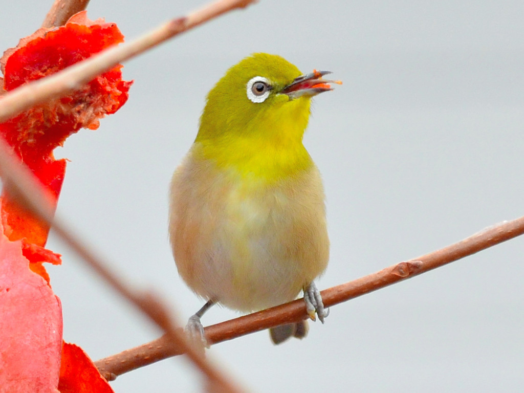 メジロ（Japanese White-eye）