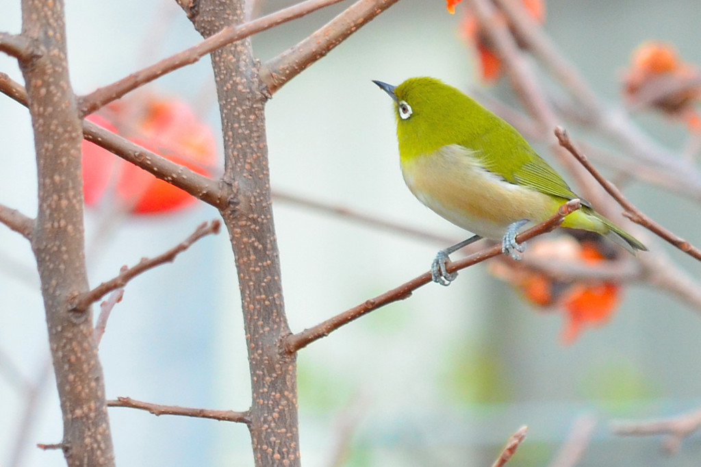 メジロ （Japanese White-eye）