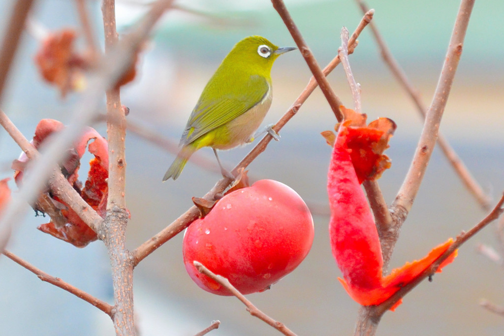 メジロ （Japanese White-eye）