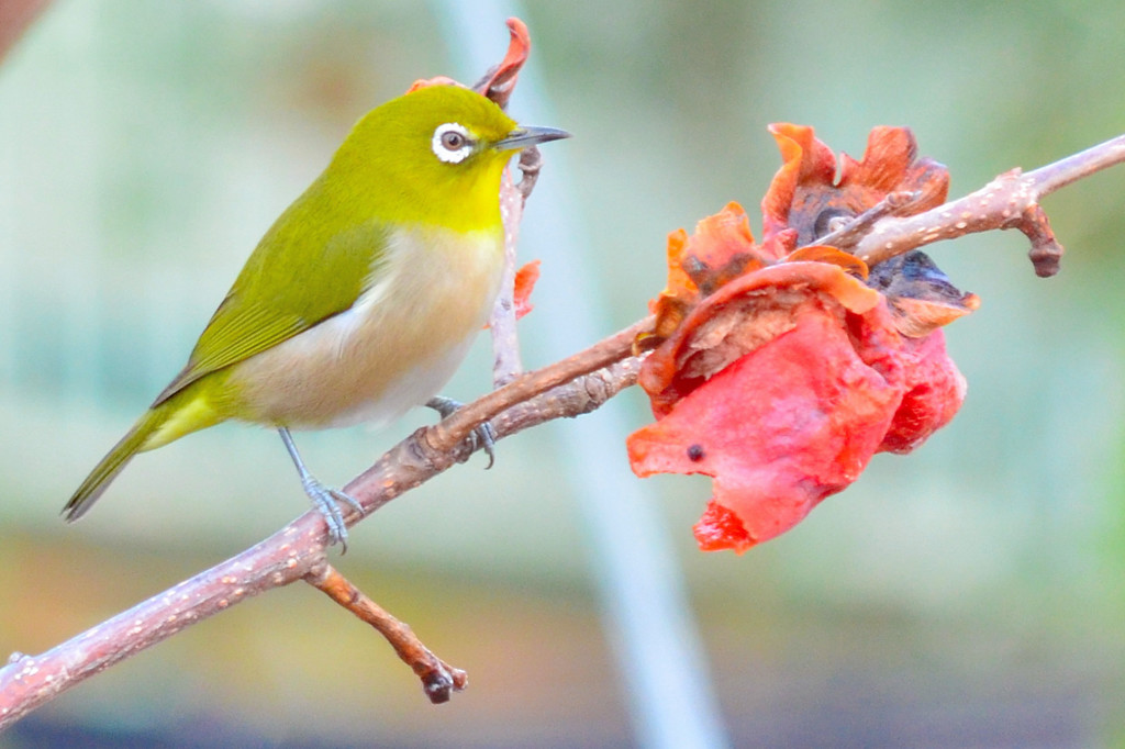 メジロ （Japanese White-eye）