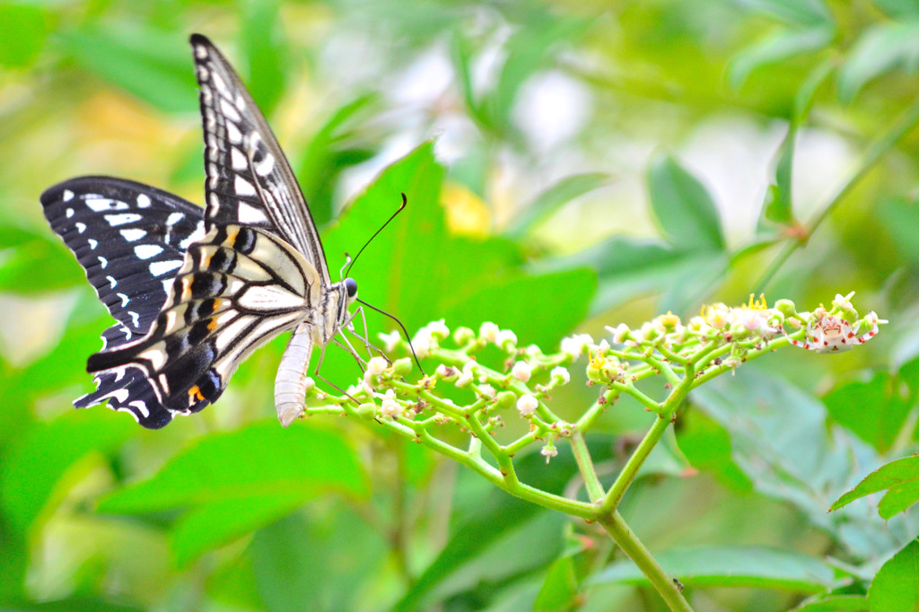 ヤブカラシの蜜を吸うアゲハ