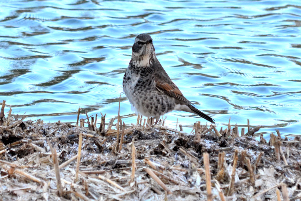 ツグミ (Dusky thrush)