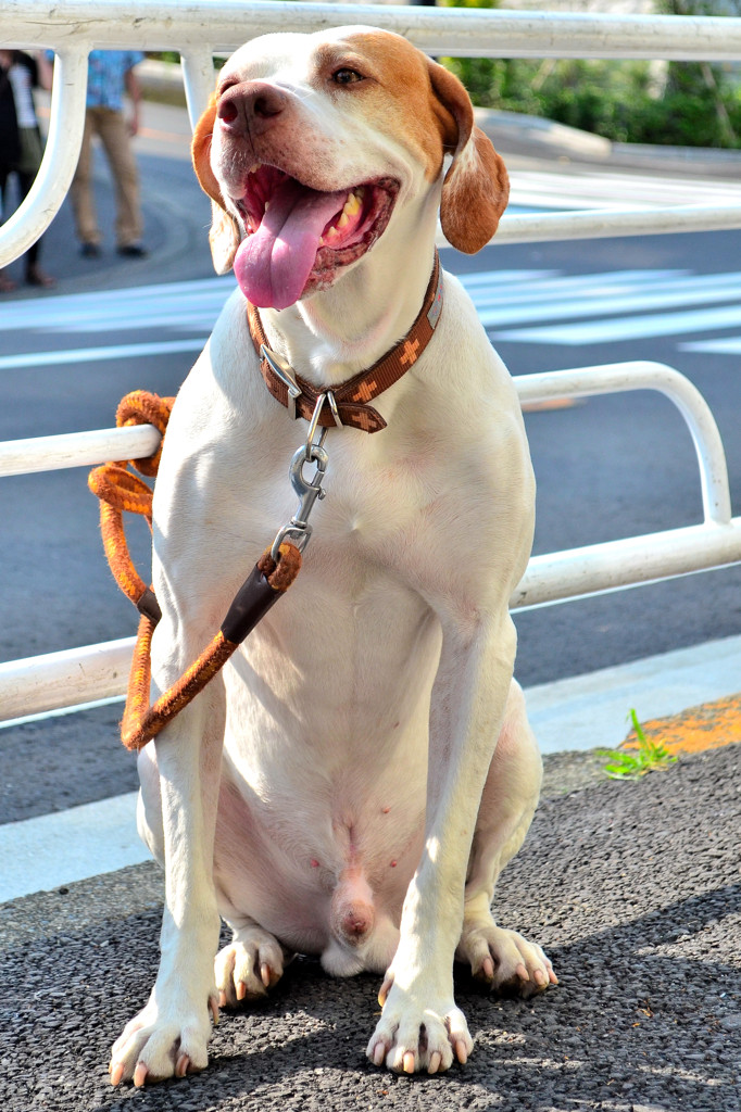主人を待つ犬