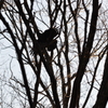 ハシボソガラス (Japanese carrion crow)