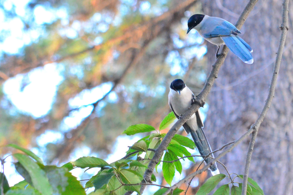 オナガ (Azure-winged Magpie)