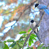 オナガ (Azure-winged Magpie)