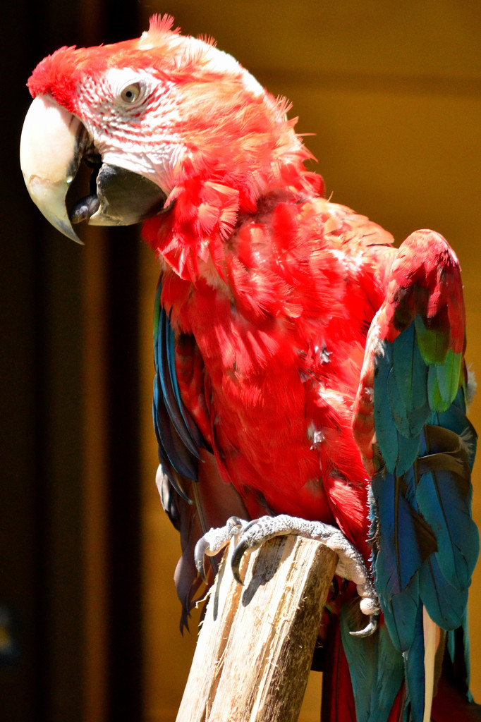 ベニコンゴウインコ（多摩動物公園）