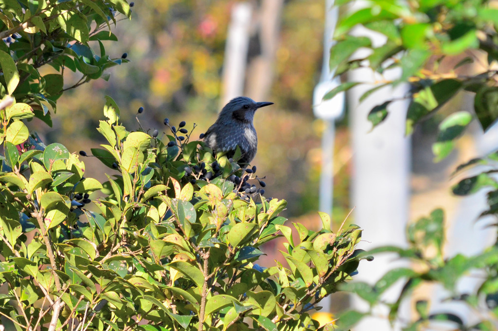 ヒヨドリ (Bulbul Brown-eared)