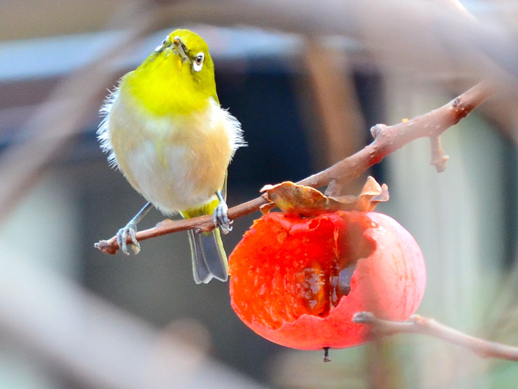 メジロ (Japanese White-eye) 