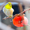 メジロ (Japanese White-eye) 