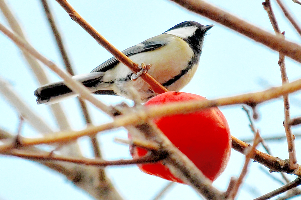 Japanese Tit (シジュウカラ・四十雀)