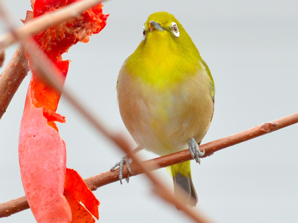 Japanese White-eye (メジロ)