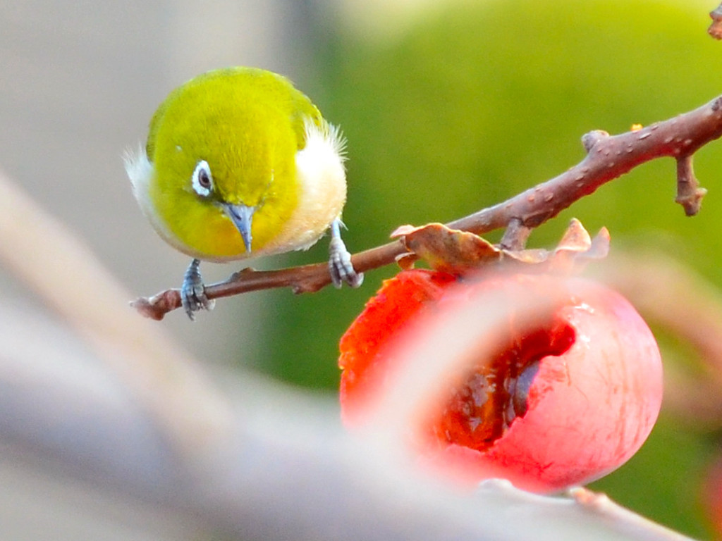 メジロ (Japanese White-eye) 