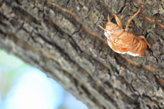 セミの抜け殻