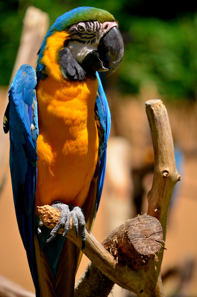 ルリコンゴウインコ（多摩動物公園）