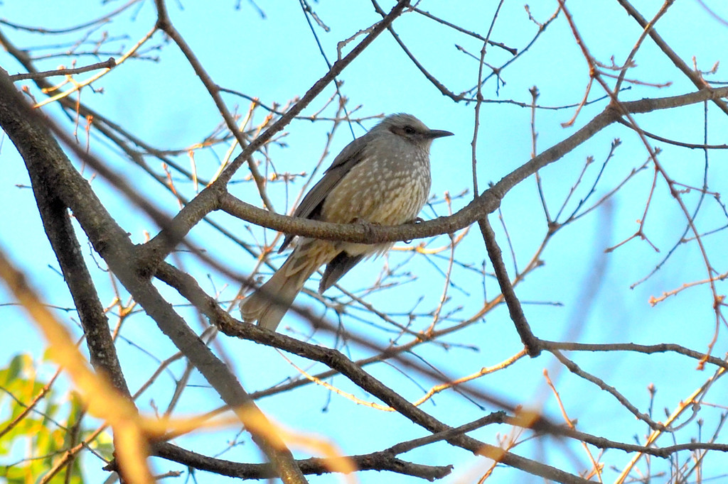 ヒヨドリ (Bulbul Brown-eared)