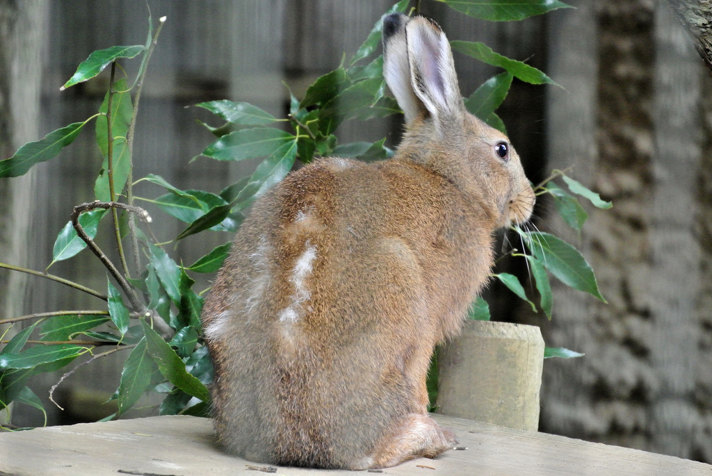 トウホクノウサギ