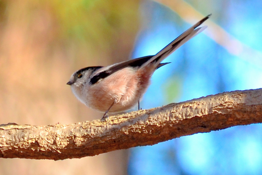 エナガ (Long-tailed-Tit)