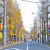 藤が丘駅前商店街のイチョウ並木