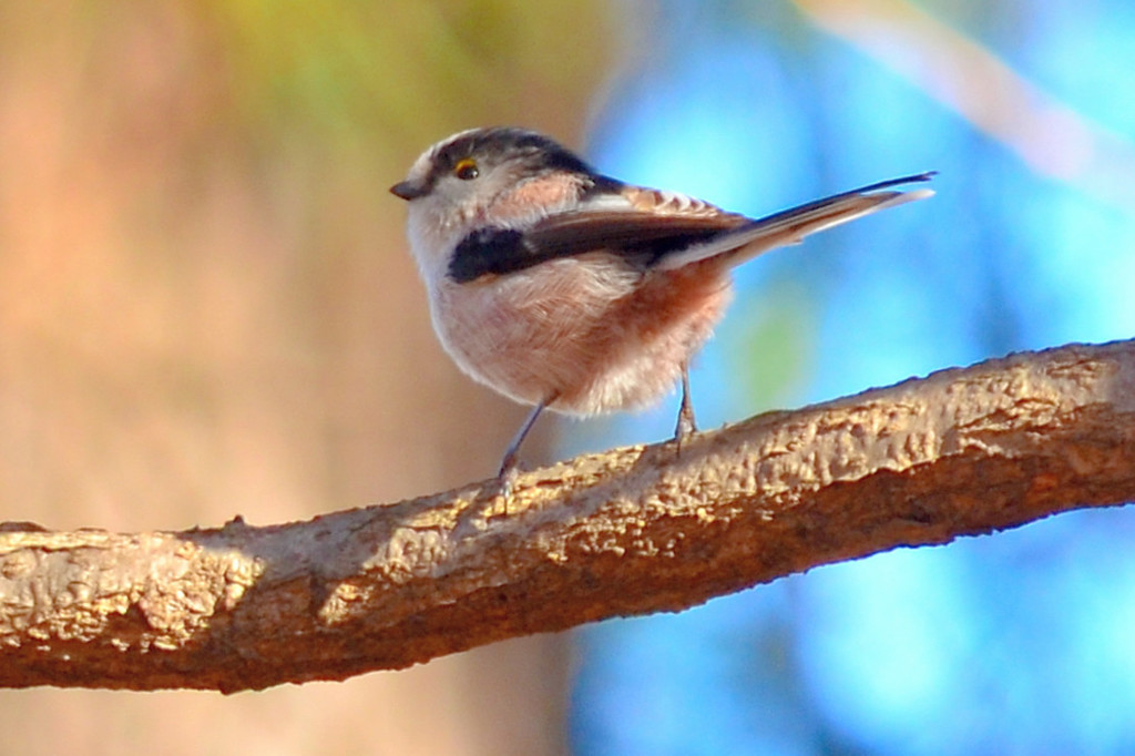 エナガ (Long-tailed-Tit)