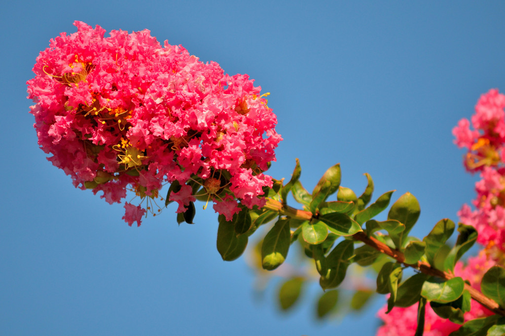 百日紅（サルスベリ）