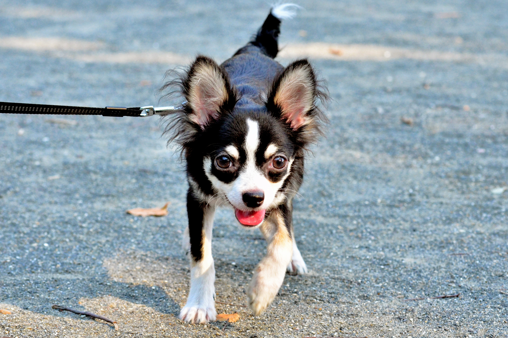 犬