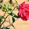 赤い薔薇