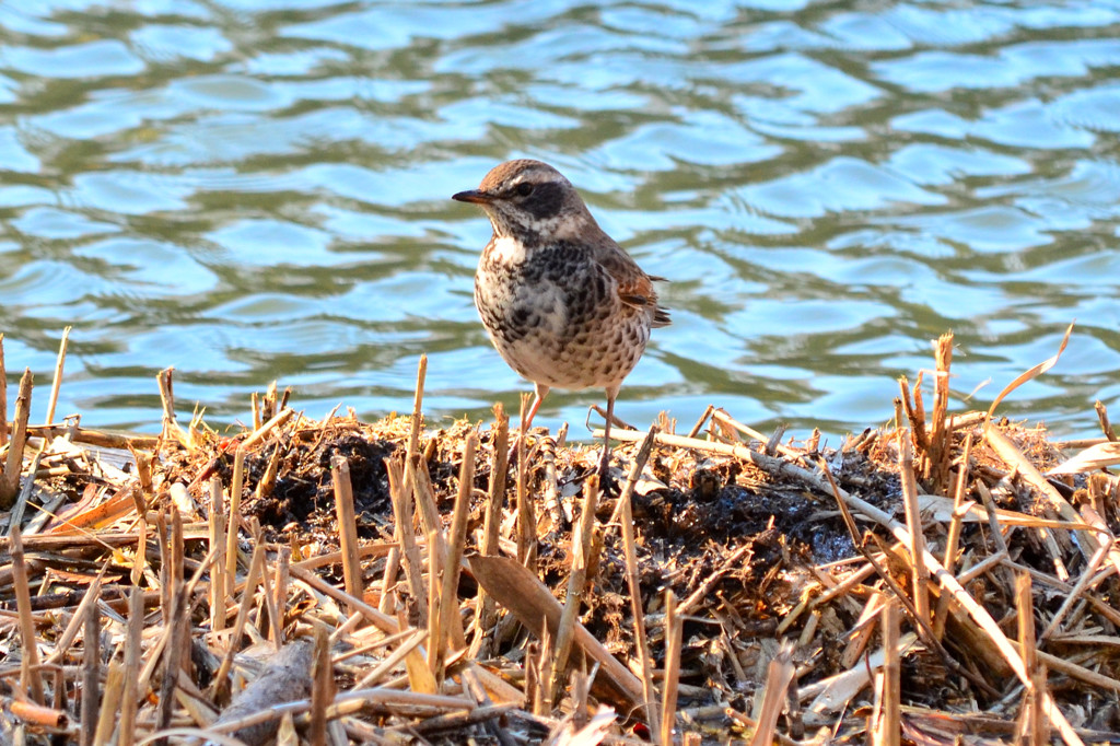 ツグミ (Dusky thrush)