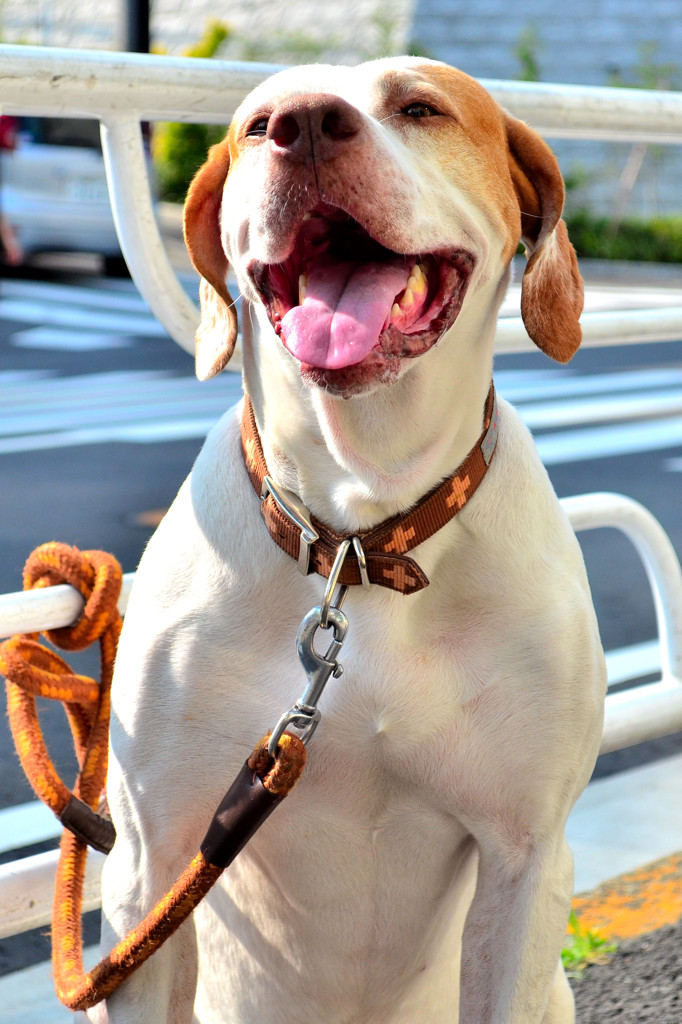 主人を待つ犬