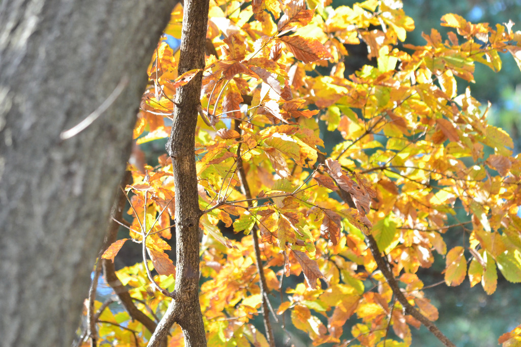 ブナの紅葉