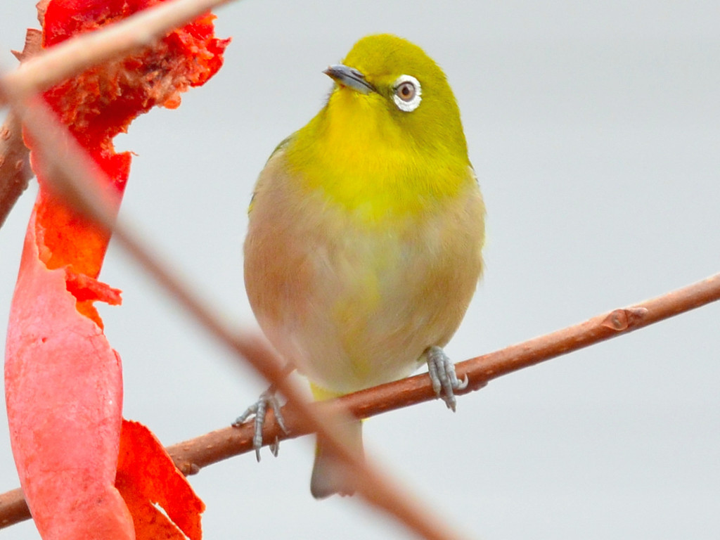 Japanese White-eye (メジロ)