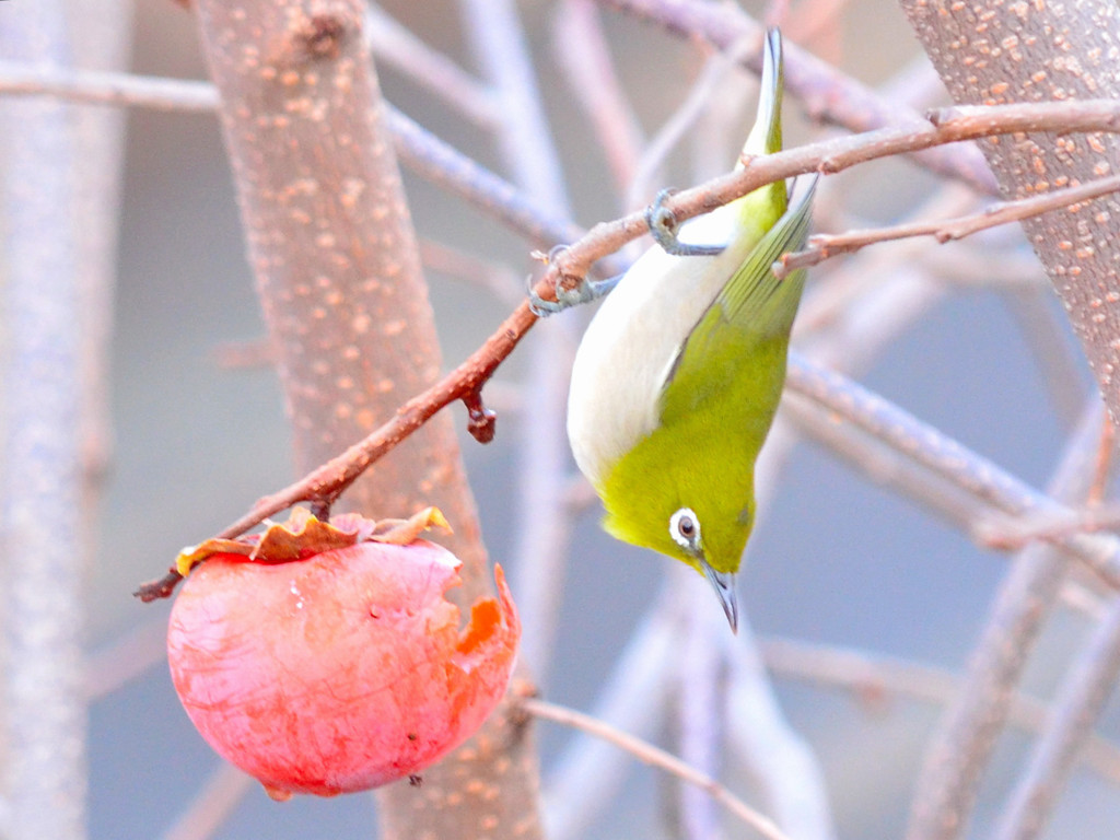 メジロ （Japanese White-eye）