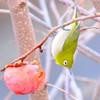 メジロ （Japanese White-eye）