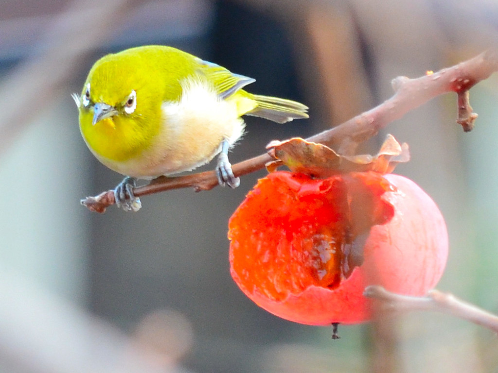 メジロ (Japanese White-eye)