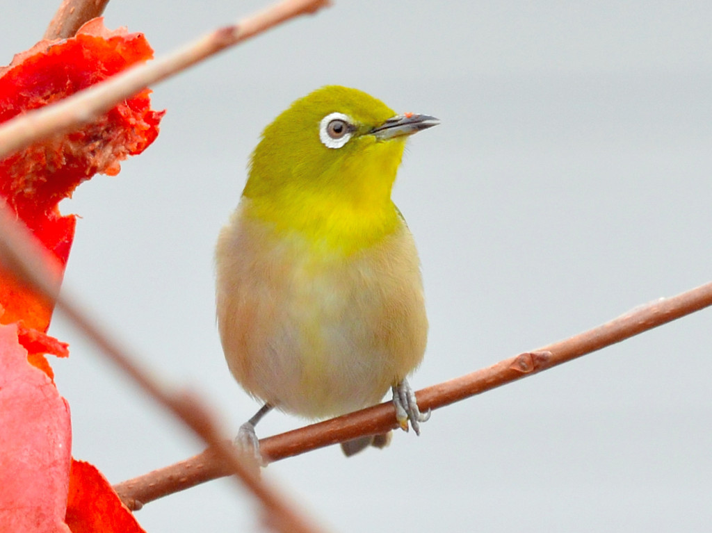 メジロ（Japanese White-eye）